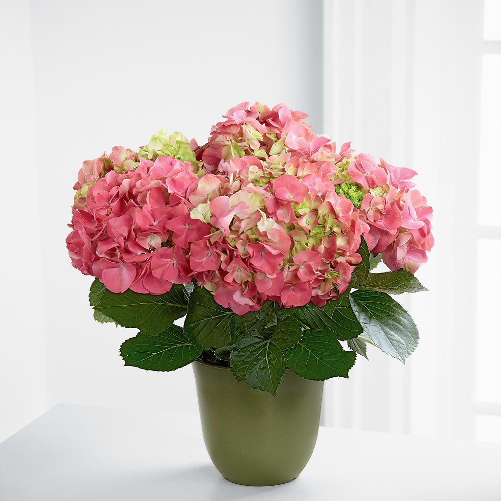 Pink Hydrangea Planter – AMELIA'S FLOWERS, Naples FL