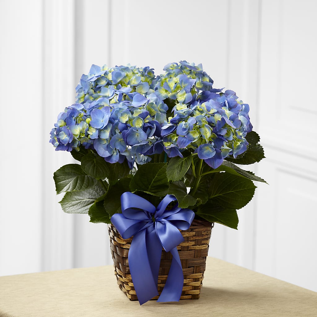 Blue Hydrangea Planter – AMELIA'S FLOWERS, Naples FL