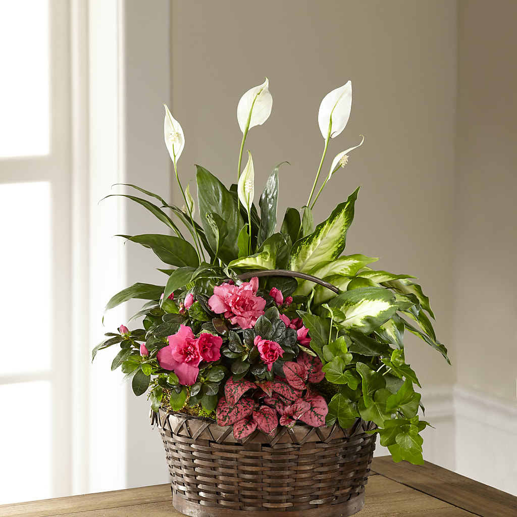 Dream in Pink Dishgarden – AMELIA'S FLOWERS, Naples FL