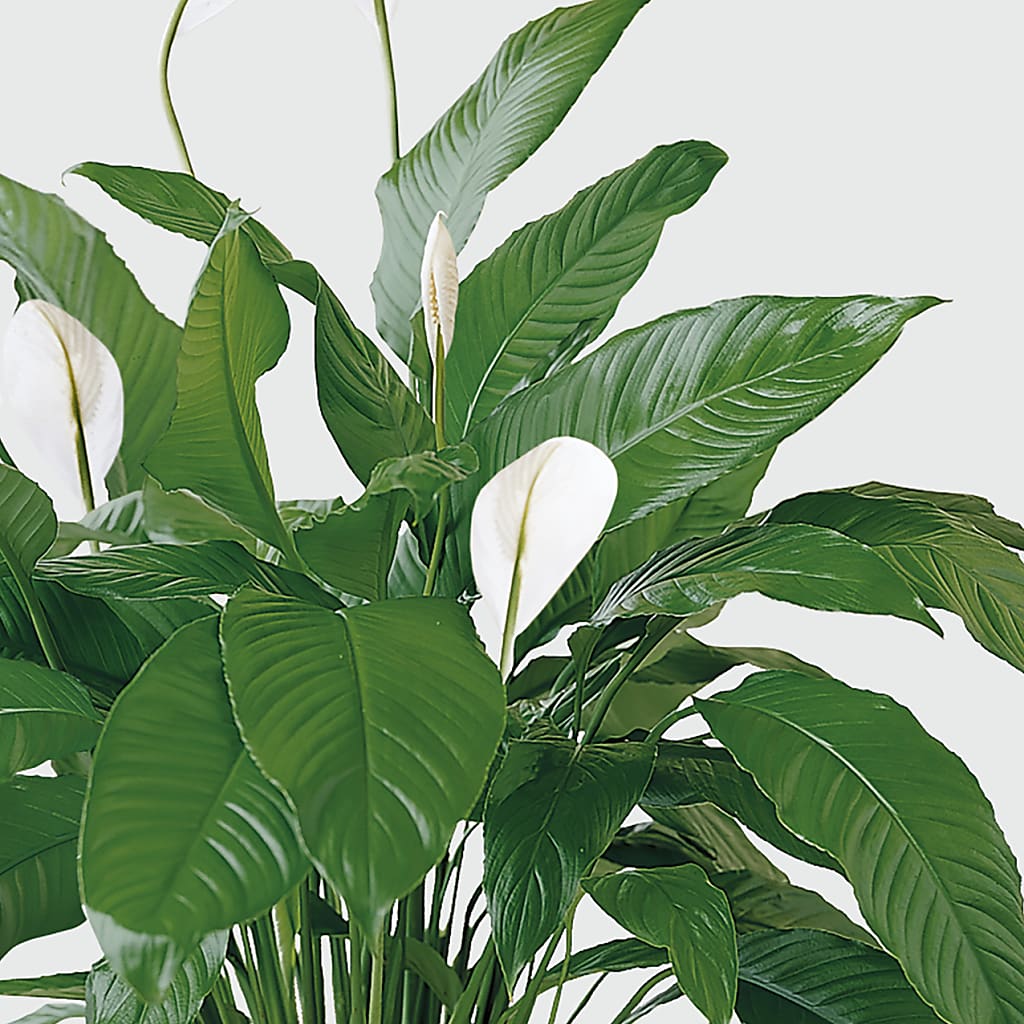 Tranquil Moments Peace Lily Plant – AMELIA'S FLOWERS, Naples FL