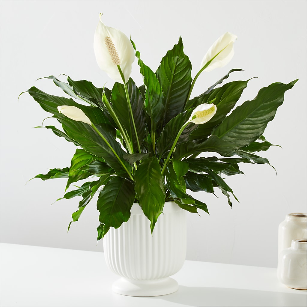 Comfort Planter – AMELIA'S FLOWERS, Naples FL