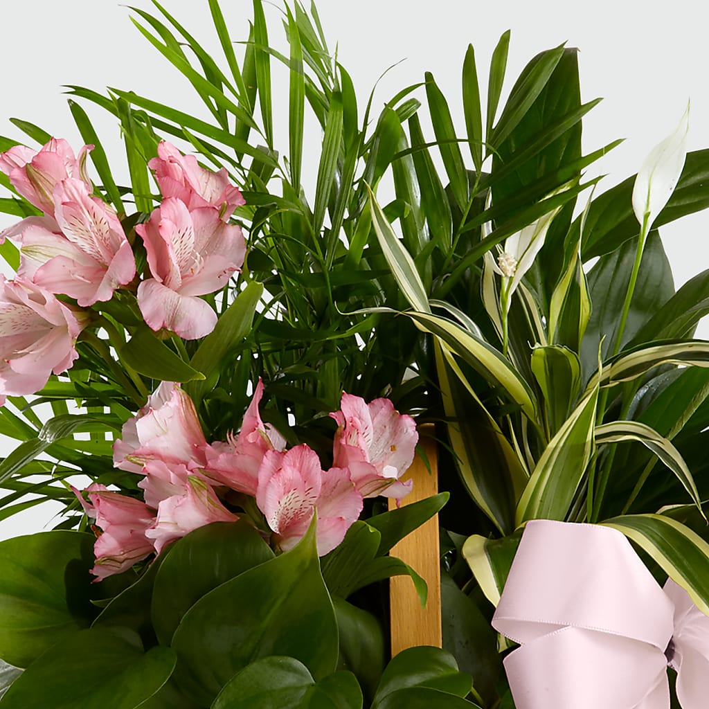 Living Spirit Dishgarden – AMELIA'S FLOWERS, Naples FL