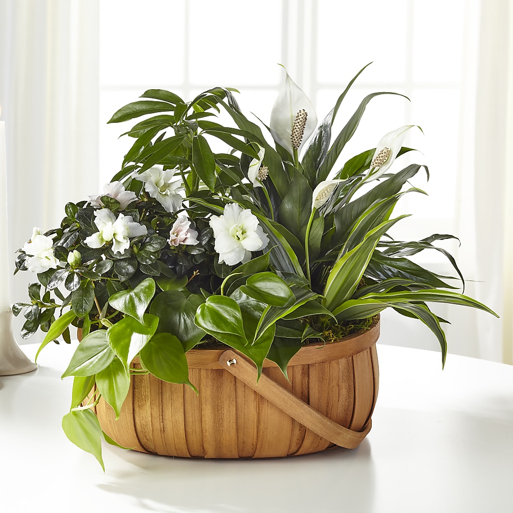 Serene Dishgarden – AMELIA'S FLOWERS, Naples FL