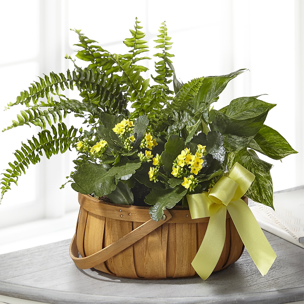 Always Dear Dishgarden – AMELIA'S FLOWERS, Naples FL