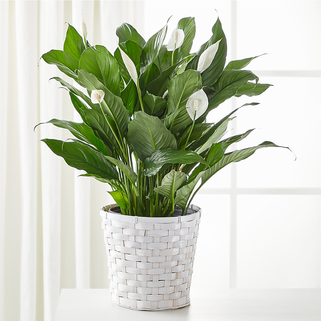 A New Leaf Peace Lily – AMELIA'S FLOWERS, Naples FL