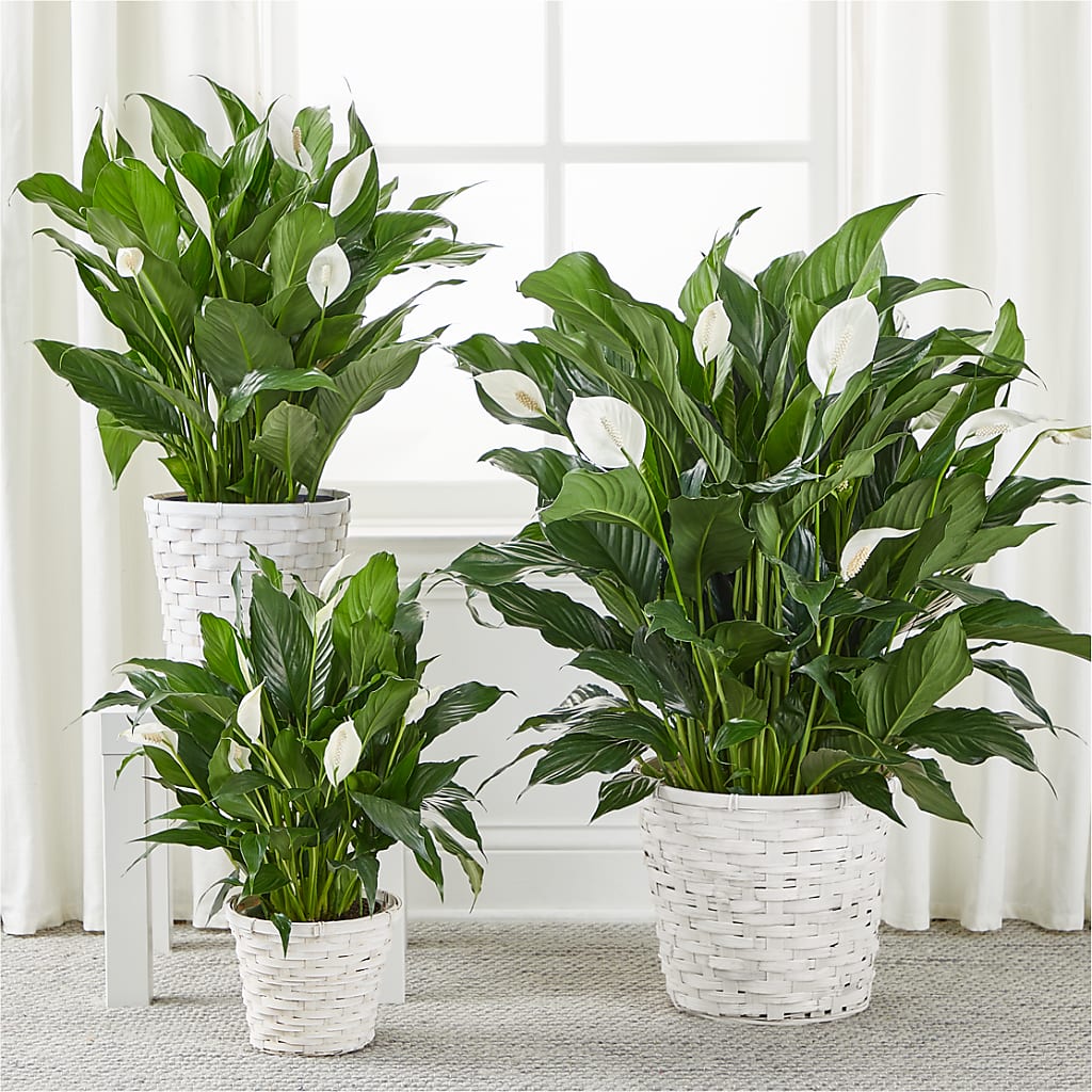 A New Leaf Peace Lily – AMELIA'S FLOWERS, Naples FL