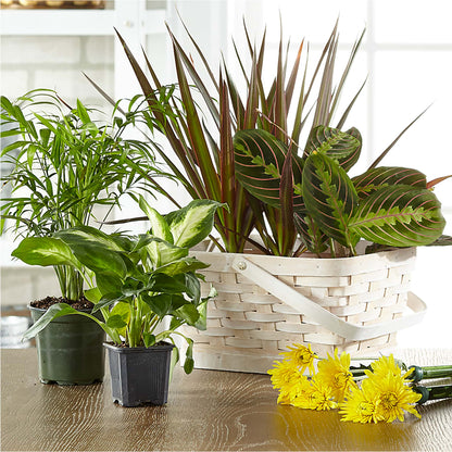 Florist Designed Blooming and Green Plants in a Basket – AMELIA'S FLOWERS, Naples FL