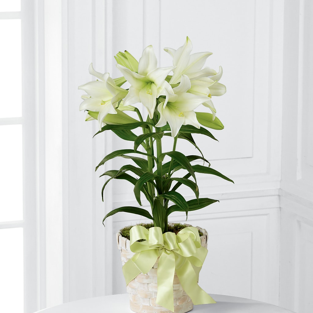 Easter Lily Plant – AMELIA'S FLOWERS, Naples FL