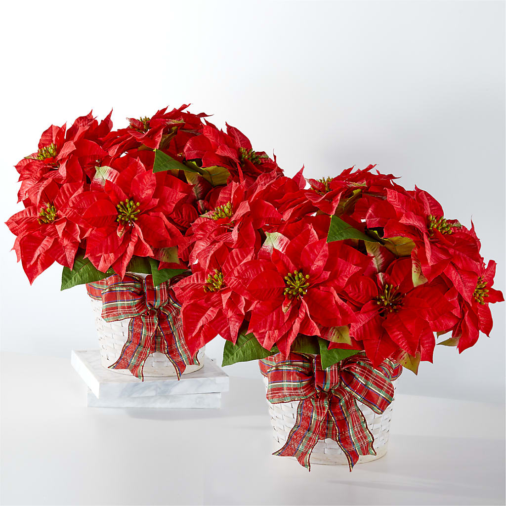 Happiest Holidays Poinsettia Bundle – AMELIA'S FLOWERS, Naples FL