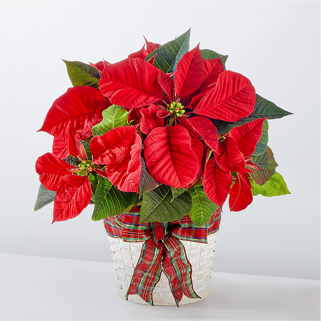 Happiest Holidays Poinsettia – AMELIA'S FLOWERS, Naples FL