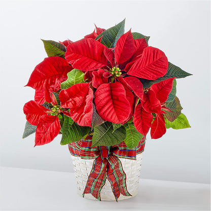 Happiest Holidays Poinsettia – AMELIA'S FLOWERS, Naples FL