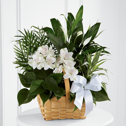 Peace & Serenity Dishgarden – AMELIA'S FLOWERS, Naples FL