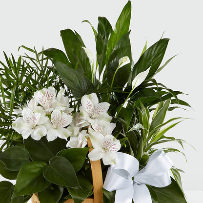 Peace & Serenity Dishgarden – AMELIA'S FLOWERS, Naples FL