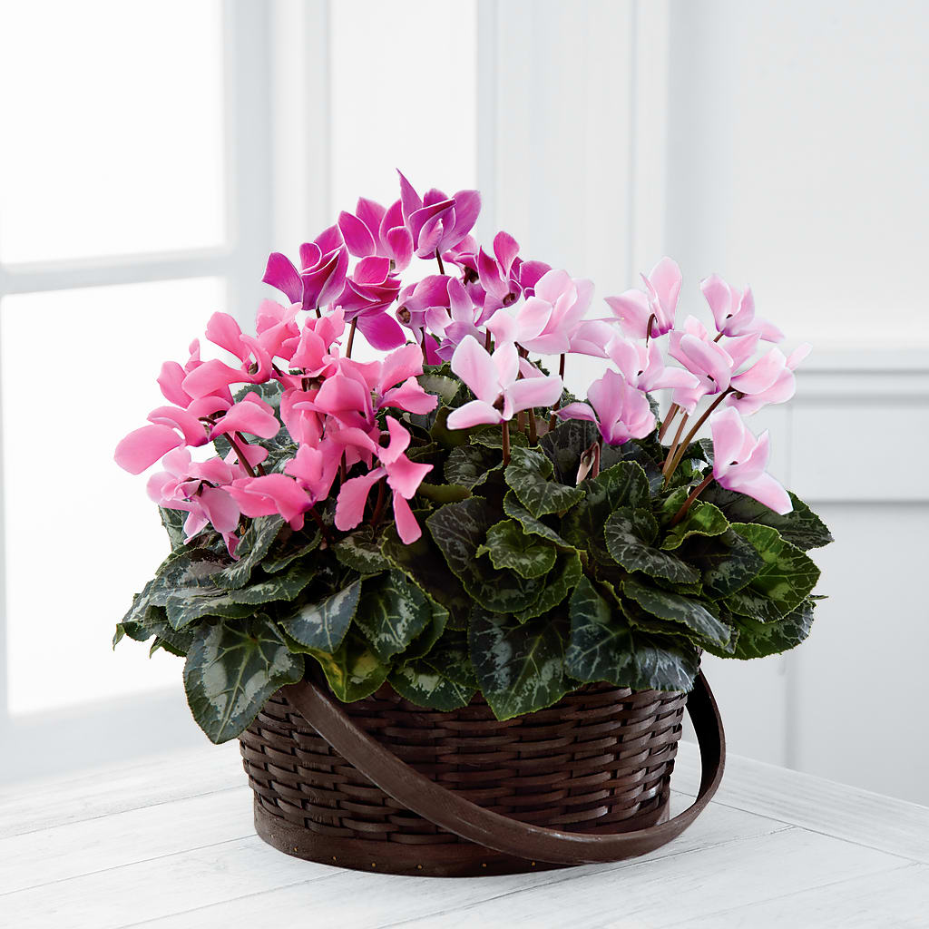 Mixed Cyclamen Planter – AMELIA'S FLOWERS, Naples FL