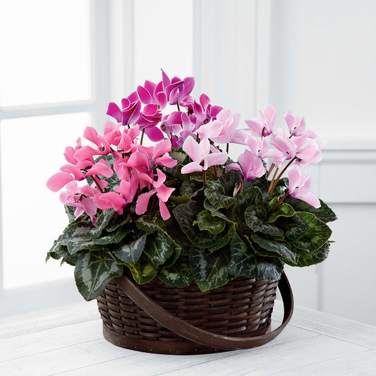 Mixed Cyclamen Planter – AMELIA'S FLOWERS, Naples FL