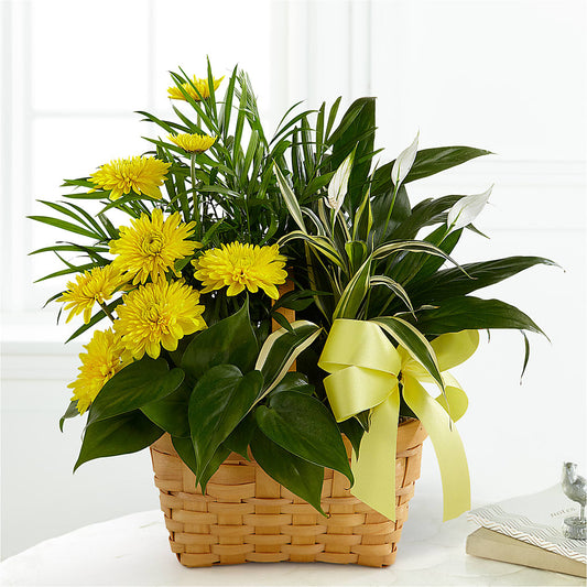 Loving Light Dishgarden – AMELIA'S FLOWERS, Naples FL