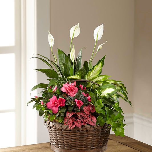 Dream in Pink Dishgarden – AMELIA'S FLOWERS, Naples FL