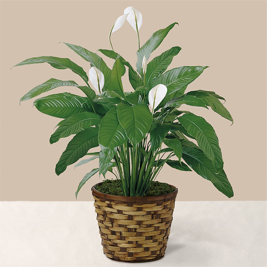 Tranquil Moments Peace Lily Plant – AMELIA'S FLOWERS, Naples FL