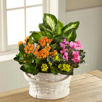 Color Crush Dishgarden – AMELIA'S FLOWERS, Naples FL
