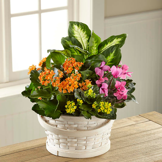 Color Crush Dishgarden – AMELIA'S FLOWERS, Naples FL