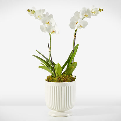 Whispering White Orchid – AMELIA'S FLOWERS, Naples FL