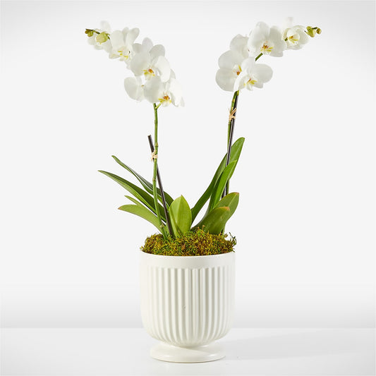 Whispering White Orchid – AMELIA'S FLOWERS, Naples FL