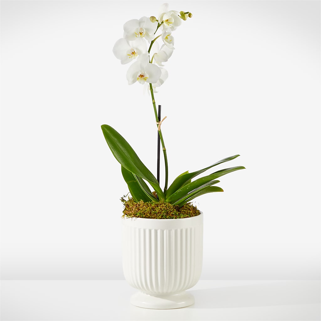 Whispering White Orchid – AMELIA'S FLOWERS, Naples FL