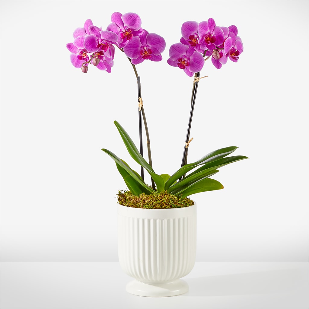Friendly Fuchsia Orchid – AMELIA'S FLOWERS, Naples FL