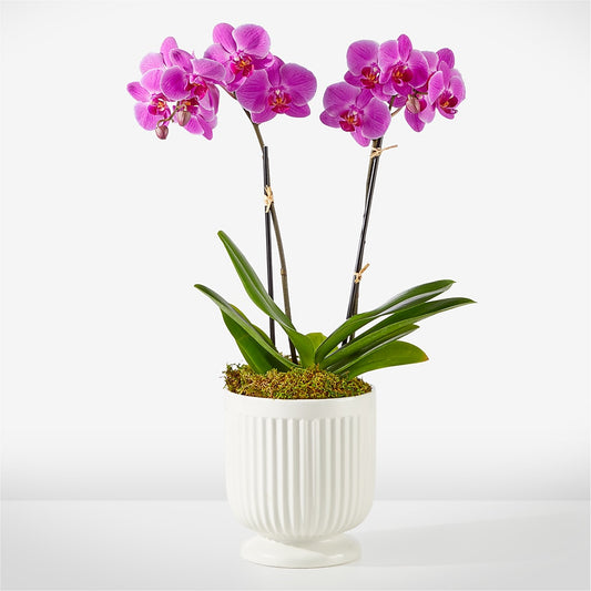 Friendly Fuchsia Orchid – AMELIA'S FLOWERS, Naples FL