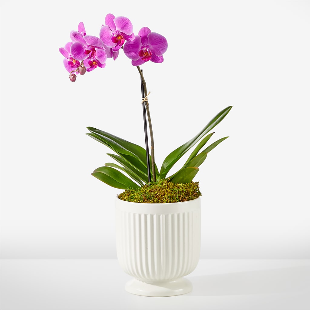 Friendly Fuchsia Orchid – AMELIA'S FLOWERS, Naples FL