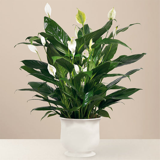 Comfort Planter – AMELIA'S FLOWERS, Naples FL
