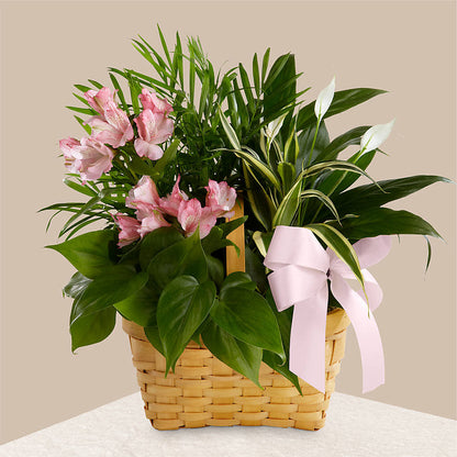 Living Spirit Dishgarden – AMELIA'S FLOWERS, Naples FL