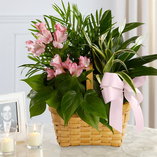 Living Spirit Dishgarden – AMELIA'S FLOWERS, Naples FL