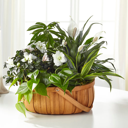 Serene Dishgarden – AMELIA'S FLOWERS, Naples FL
