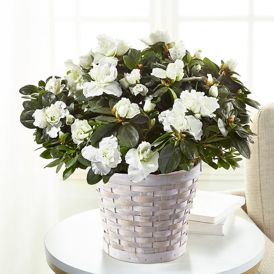 White Azalea Plant – AMELIA'S FLOWERS, Naples FL
