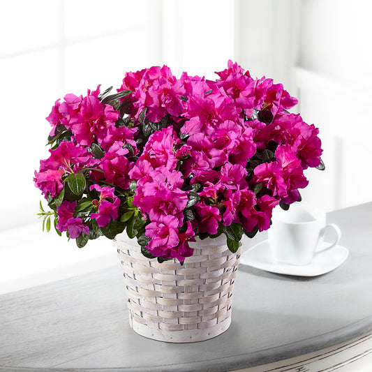 Hope & Serenity Azalea Plant – AMELIA'S FLOWERS, Naples FL