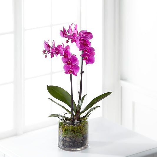 Pink Orchid Plant – AMELIA'S FLOWERS, Naples FL