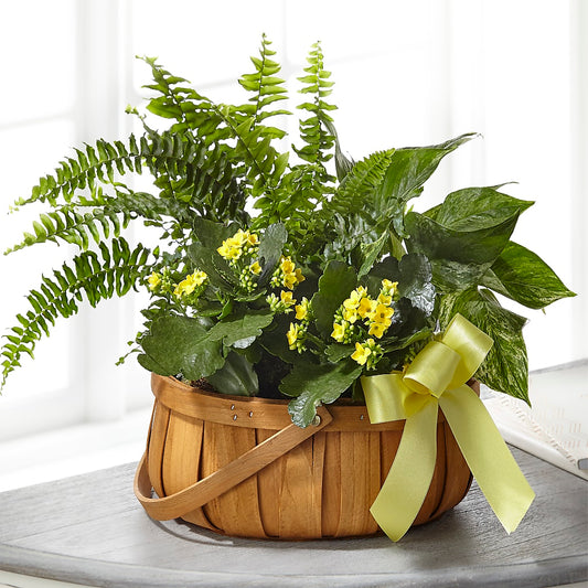 Always Dear Dishgarden – AMELIA'S FLOWERS, Naples FL