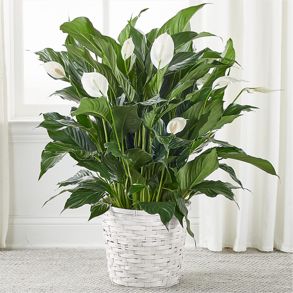 A New Leaf Peace Lily – AMELIA'S FLOWERS, Naples FL