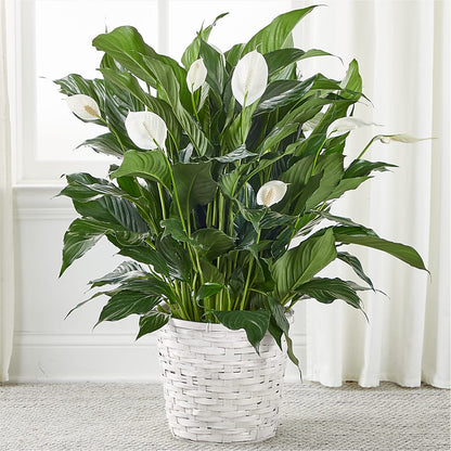 A New Leaf Peace Lily – AMELIA'S FLOWERS, Naples FL