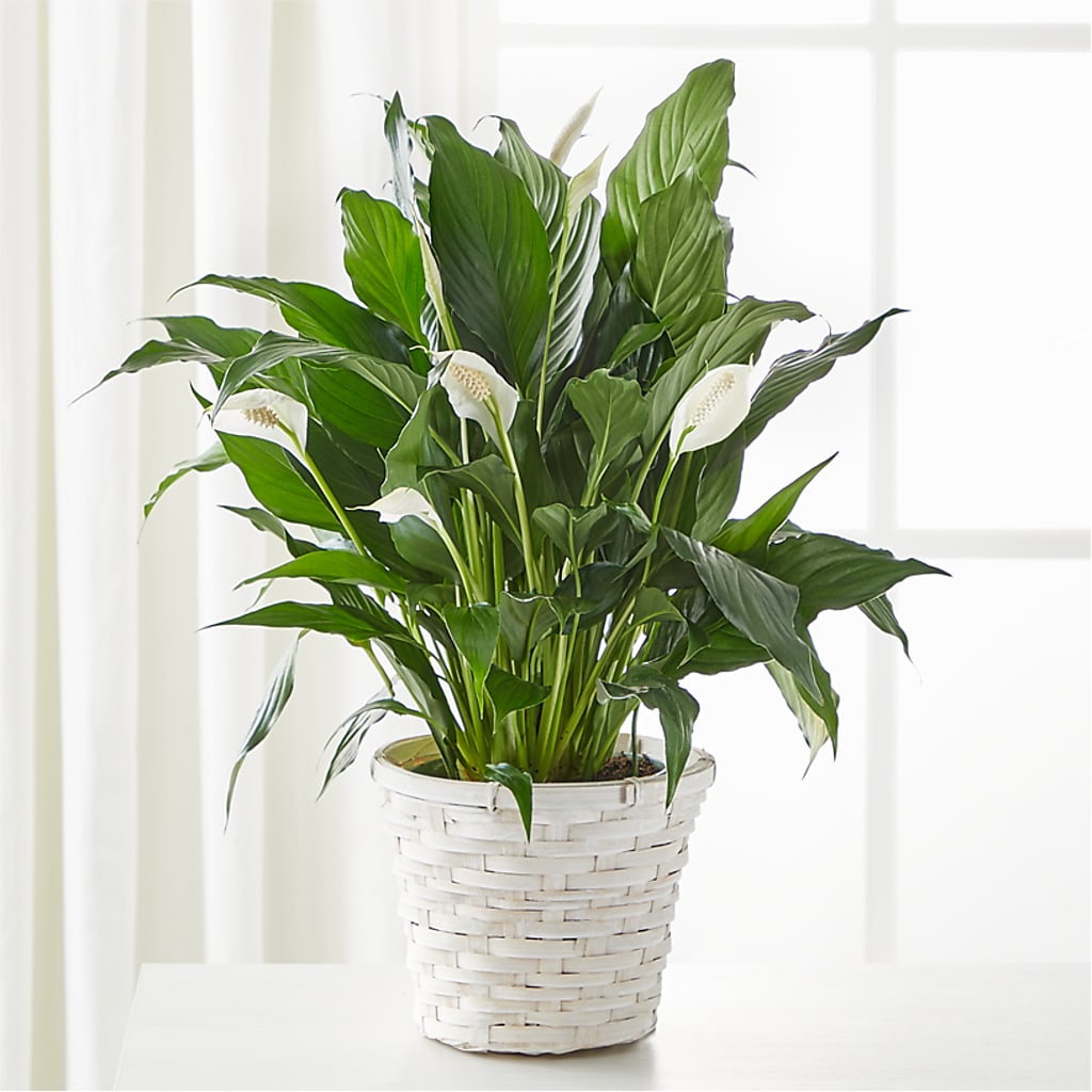 A New Leaf Peace Lily – AMELIA'S FLOWERS, Naples FL
