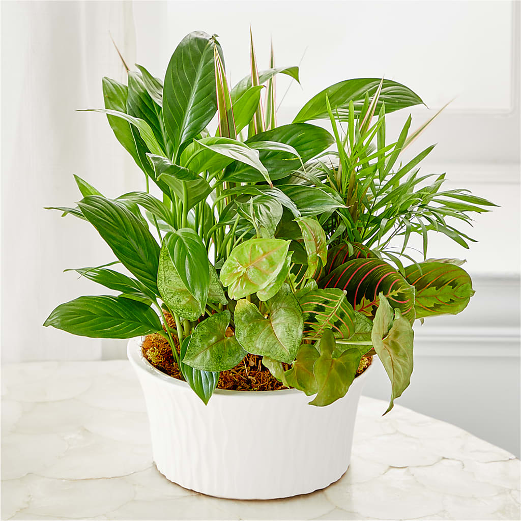 Balance & Harmony Dishgarden – AMELIA'S FLOWERS, Naples FL