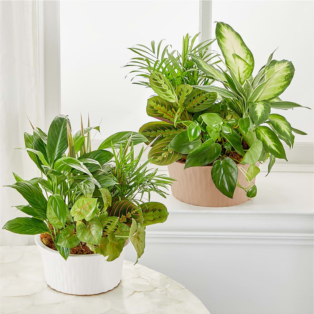 Balance & Harmony Dishgarden – AMELIA'S FLOWERS, Naples FL