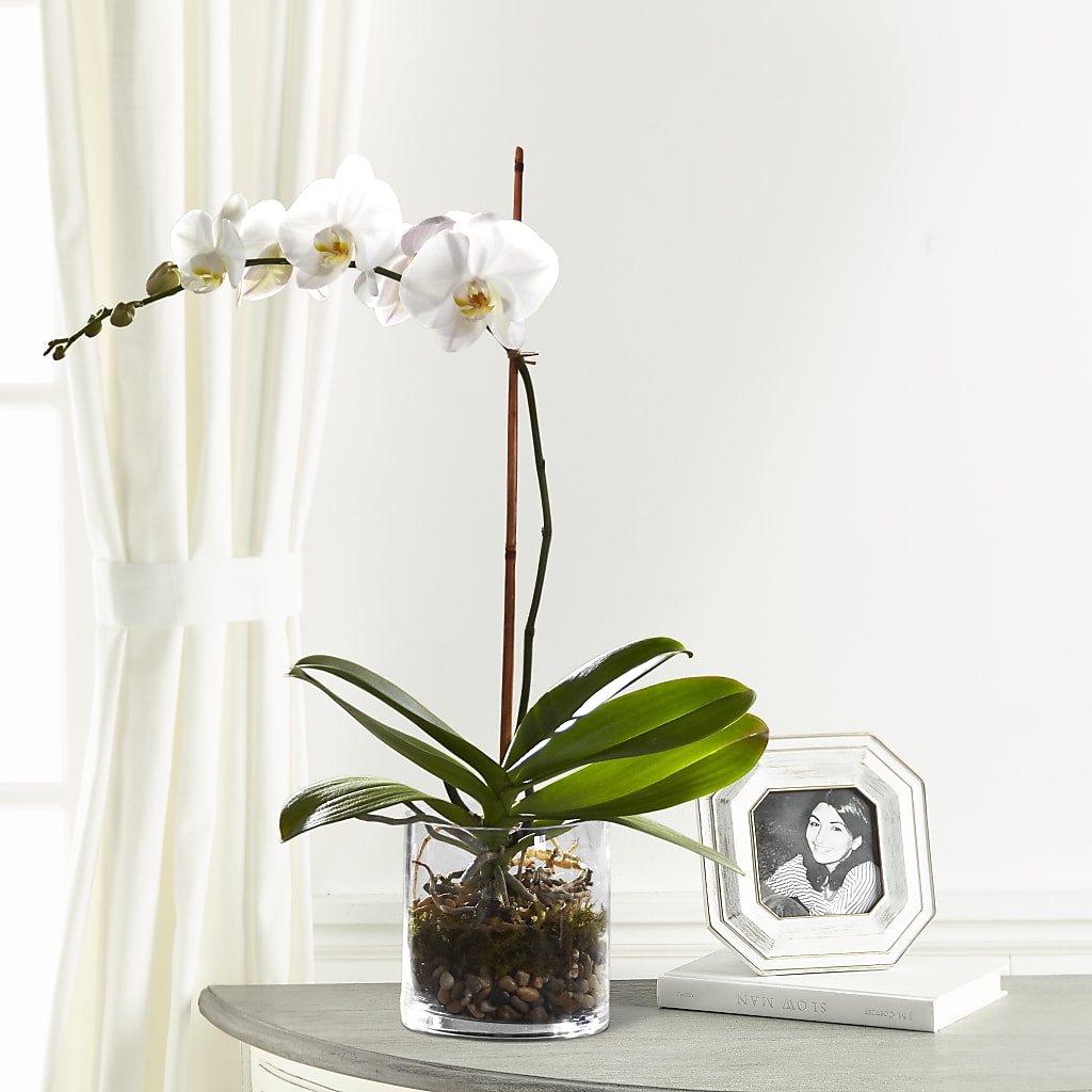 White Orchid Planter – AMELIA'S FLOWERS, Naples FL
