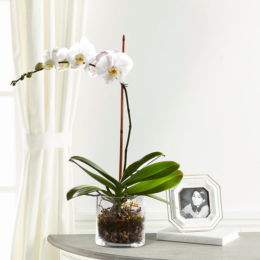 White Orchid Planter – AMELIA'S FLOWERS, Naples FL