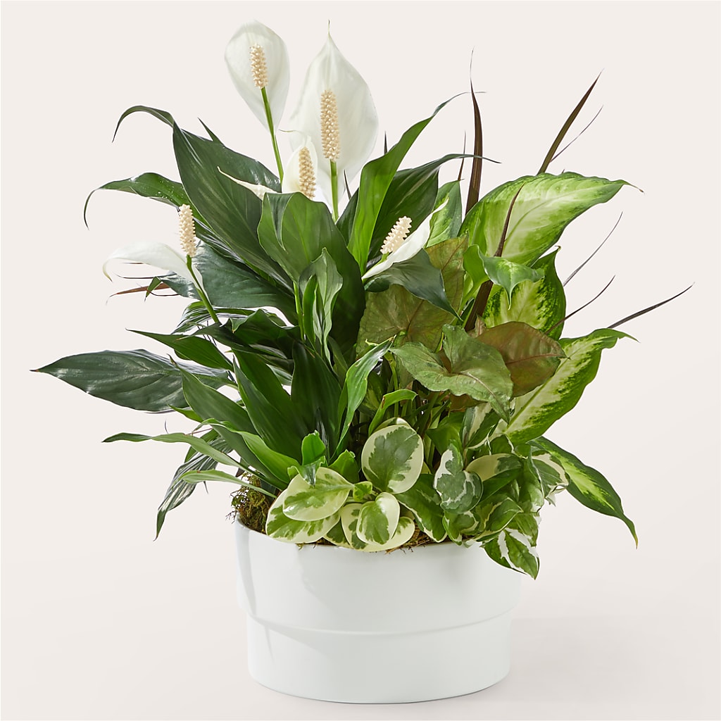 Radiating Positivity Dishgarden – AMELIA'S FLOWERS, Naples FL