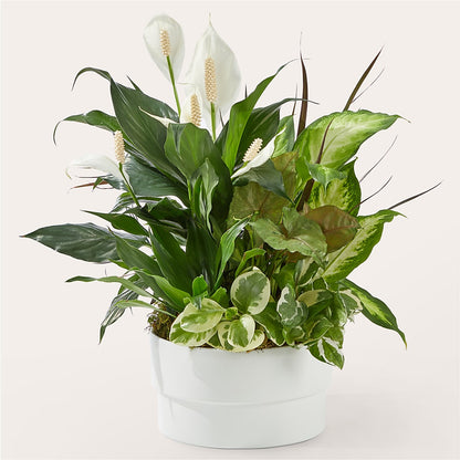 Radiating Positivity Dishgarden – AMELIA'S FLOWERS, Naples FL